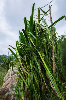 Yeşil çim görüntü yakın 