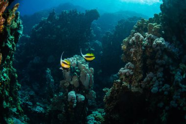 Mercan resif üzerinde iki kelebek balıklar
