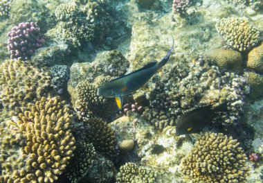 Sohal surgeonfish üzerinde arka plan coral reef Kızıldeniz, sharm el sheikh, Mısır