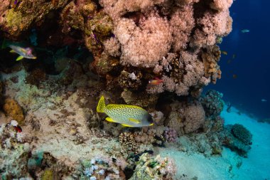 Blackspotted rubberlip üzerinde mercan Sharm El Sheih, Mısır