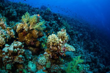 Tropikal balıklar Kızıldeniz, Sharm El Sheikh, Mısır'daki mercan kayalığı arka plan üzerinde
