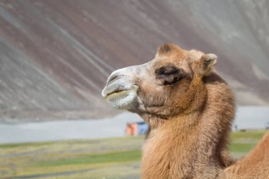 Hint Himalayalar ortasında çölde deve