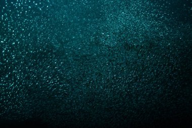 okyanus flora ve fauna Bali, Endonezya sualtı çekimi