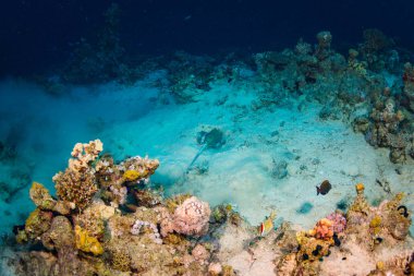 Stingray Sharm El Sheih, Red Sea, Mısır mercan resif üzerinde