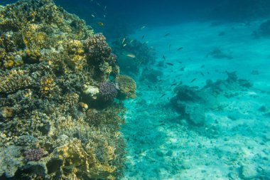 Güzel mercan içinde Kızıldeniz, sharm el sheikh, Mısır renkli.