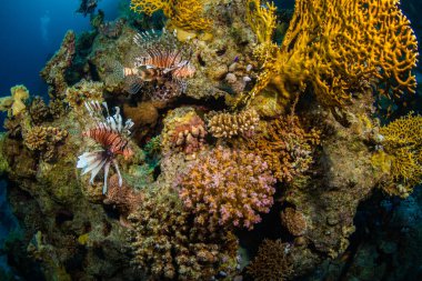 Mercan Red Sea, Mısır, kırmızı Lionfishes avcılık
