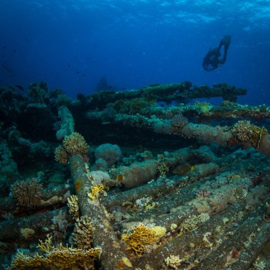 Güzel mercan kayalığı Kızıldeniz, sharm el sheikh, Mısır