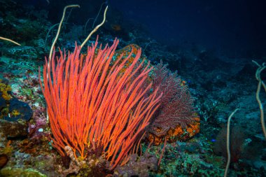 okyanus flora ve fauna Bali, Endonezya sualtı çekimi
