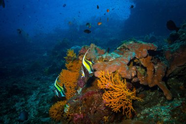 okyanus flora ve fauna Bali, Endonezya sualtı çekimi