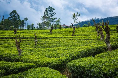 parlak çay plantasyon Sri Lanka