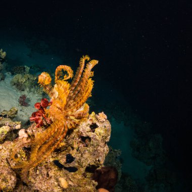 gece güzel coral reef Kızıldeniz, sharm el sheikh, Mısır