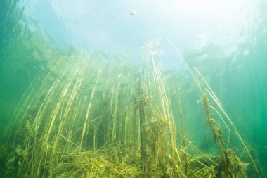 Ukrayna nehrin dibini doğası