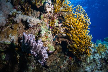 Güzel mercan kayalığı Kızıldeniz, sharm el sheikh, Mısır
