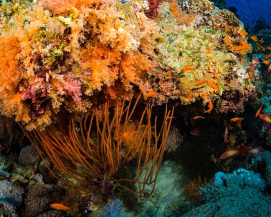 Güzel mercan kayalığı Kızıldeniz, sharm el sheikh, Mısır