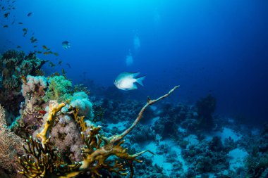 Güzel mercan kayalığı Kızıldeniz, sharm el sheikh, Mısır