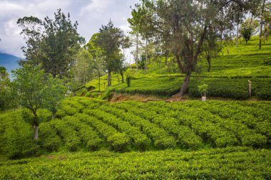 parlak çay plantasyon Sri Lanka