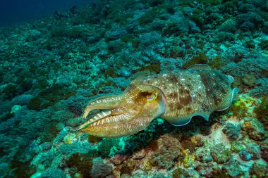Komodo Ulusal Parkı içinde bir resif üzerinde mürekkep balığı