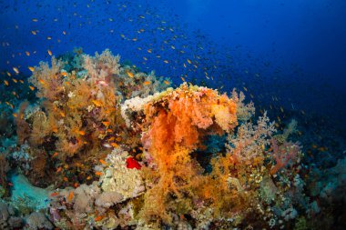 Güzel mercan kayalığı Kızıldeniz, sharm el sheikh, Mısır