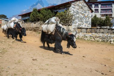 Yaks Everest Ana kampı için yolda