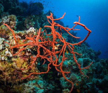 Güzel mercan ve balıklar Kızıldeniz, sharm el sheikh, Mısır