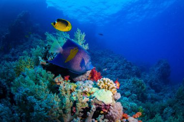 Güzel mercan ve balıklar Kızıldeniz, sharm el sheikh, Mısır