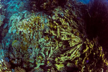 Tropikal balık coral reef Kızıldeniz, Sharm el Sheikh, Mısır arka plan üzerinde