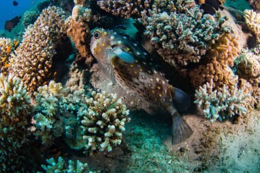 güzel tropikal balıklar Kızıldeniz, Sharm El Sheikh, Mısır'daki mercan kayalığı arka plan üzerinde