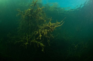 Ukrayna nehrin dibini doğası