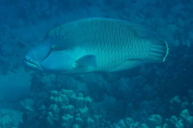 okyanus flora ve fauna Bali, Endonezya sualtı çekimi