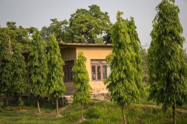 Chitwan, Nepal'de güzel manzara
