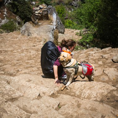 : Sagarmatha, Nepal-Mayıs 6: Bir köpek 6, 2016: Sagarmatha, Nepal kadın. Everest Ana kampı için yolda bir köpekle kadın.