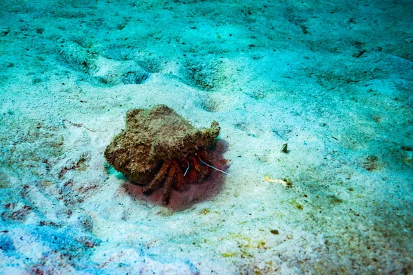 Καβούρι Κοντά Στο Νησί Τάο Ταϊλάνδη — Φωτογραφία Αρχείου