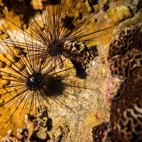 Urchin Arrecife Coral Koh Tao Tailandia —  Fotos de Stock