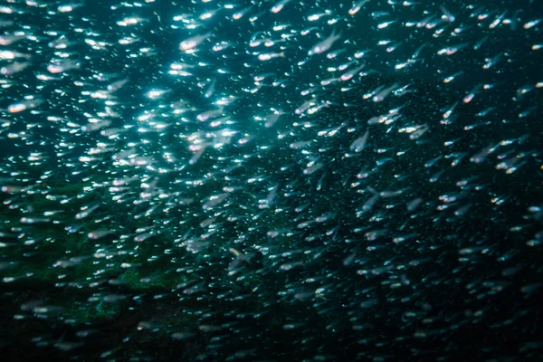 Brote Submarino Flora Fauna Oceánica Bali Indonesia — Foto de Stock