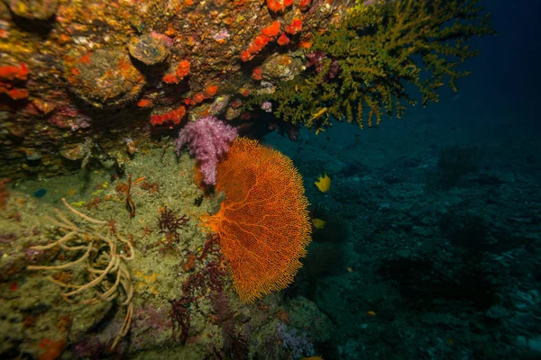 Podvodní Natáčení Oceánu Flóry Fauny Bali Indonésie — Stock fotografie