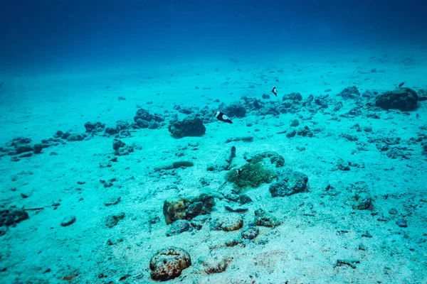 Underwater View Sea Anemone Coral Reef Koh Tao Thailand — Stock Photo, Image