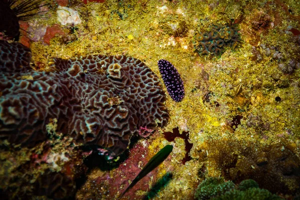 Nudibranca Sulla Barriera Corallina Vicino All Isola Koh Tao Thailandia — Foto Stock