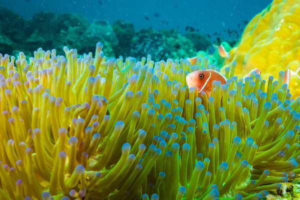 parlak büyük anemone halı yakınında Koh Tao, Tayland