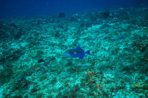 Filmagem Subaquática Flora Fauna Oceânica Bali Indonésia — Fotografia de Stock