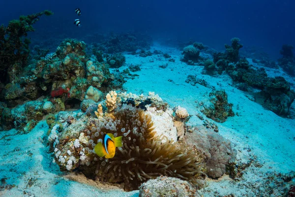 Tropické Ryby Pozadí Korálové Útesy Rudém Moři Sharm Sheikh Egypt — Stock fotografie