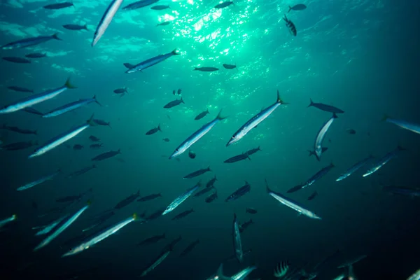 underwater view of barracudas in dark water near Koh Tao, thailand