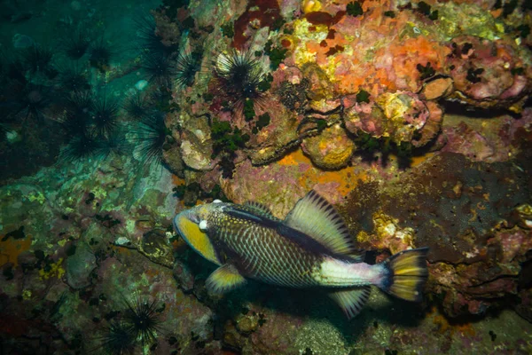 Piękne Duże Triggerfish Pobliżu Wyspy Koh Tao Tajlandia — Zdjęcie stockowe