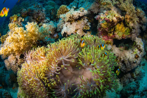 エジプトの紅海のサンゴ礁に明るい黄色の生息 — ストック写真