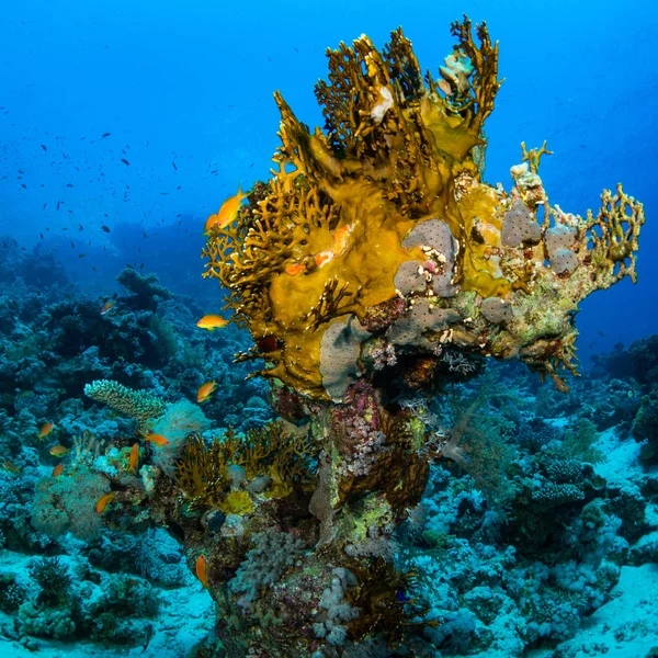 Красивый Коралловый Риф Красном Море Шарм Эль Шейх Египет — стоковое фото