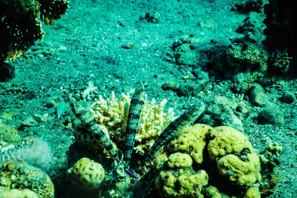 Onderwater Schot Zeebodem — Stockfoto