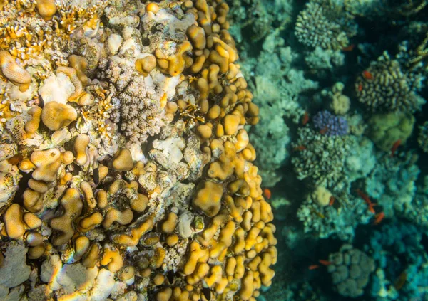 Bella Barriera Corallina Colorata Nel Mar Rosso Sharm Sheikh Egitto — Foto Stock