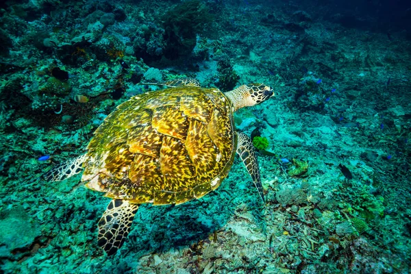 Hermosa Tortuga Parque Nacional Komodo Indonesia — Foto de Stock