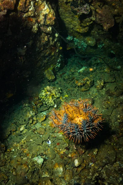 Acanthaster Arrecife Coral Koh Tao Tailandia —  Fotos de Stock