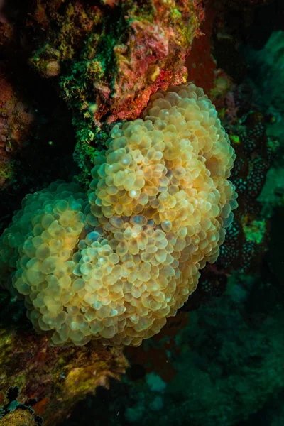 Brote Submarino Flora Fauna Oceánica Bali Indonesia — Foto de Stock