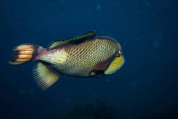 Güzel Büyük Triggerfish Yakınındaki Adası Koh Tao Tayland — Stok fotoğraf